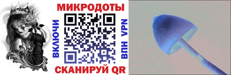 Псилоцибиновые грибы Psilocybe  Багратионовск 